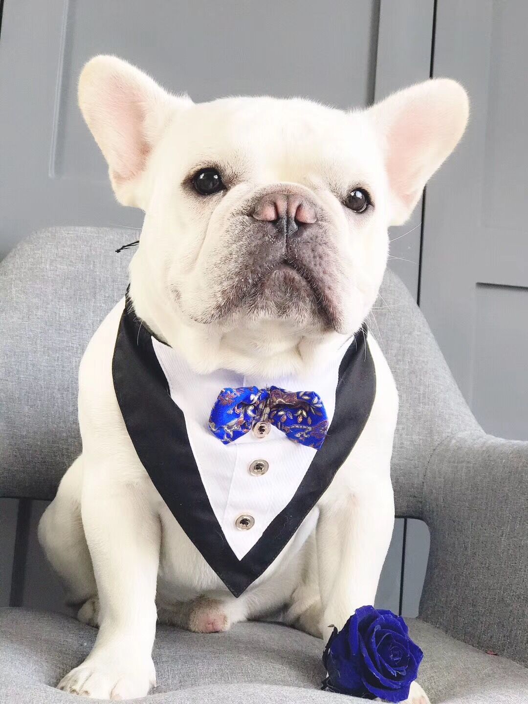 Dog Bandana Wedding Necktie for Medium Dog - Frenchiely