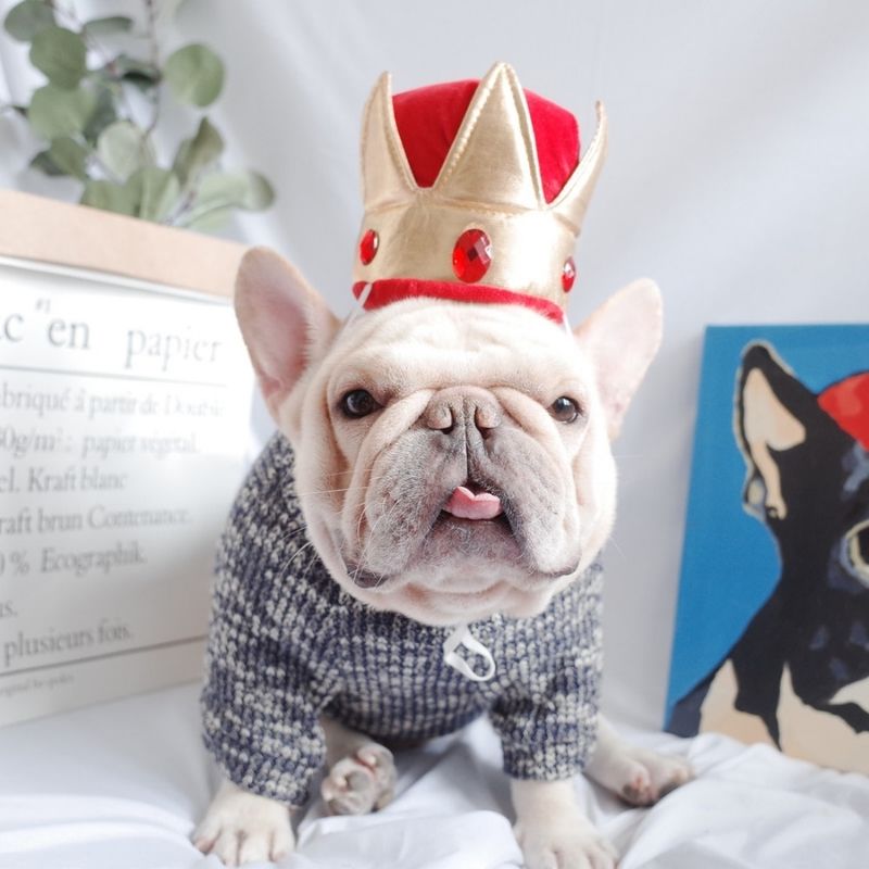Dog Costume Crown Headwear Hat for French Bulldog by Frenchiely