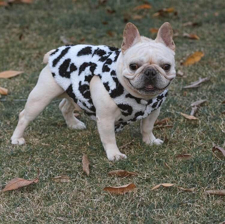 Dog Cow Winter Jacket Coat for French Bulldogs by Frenchiely 0