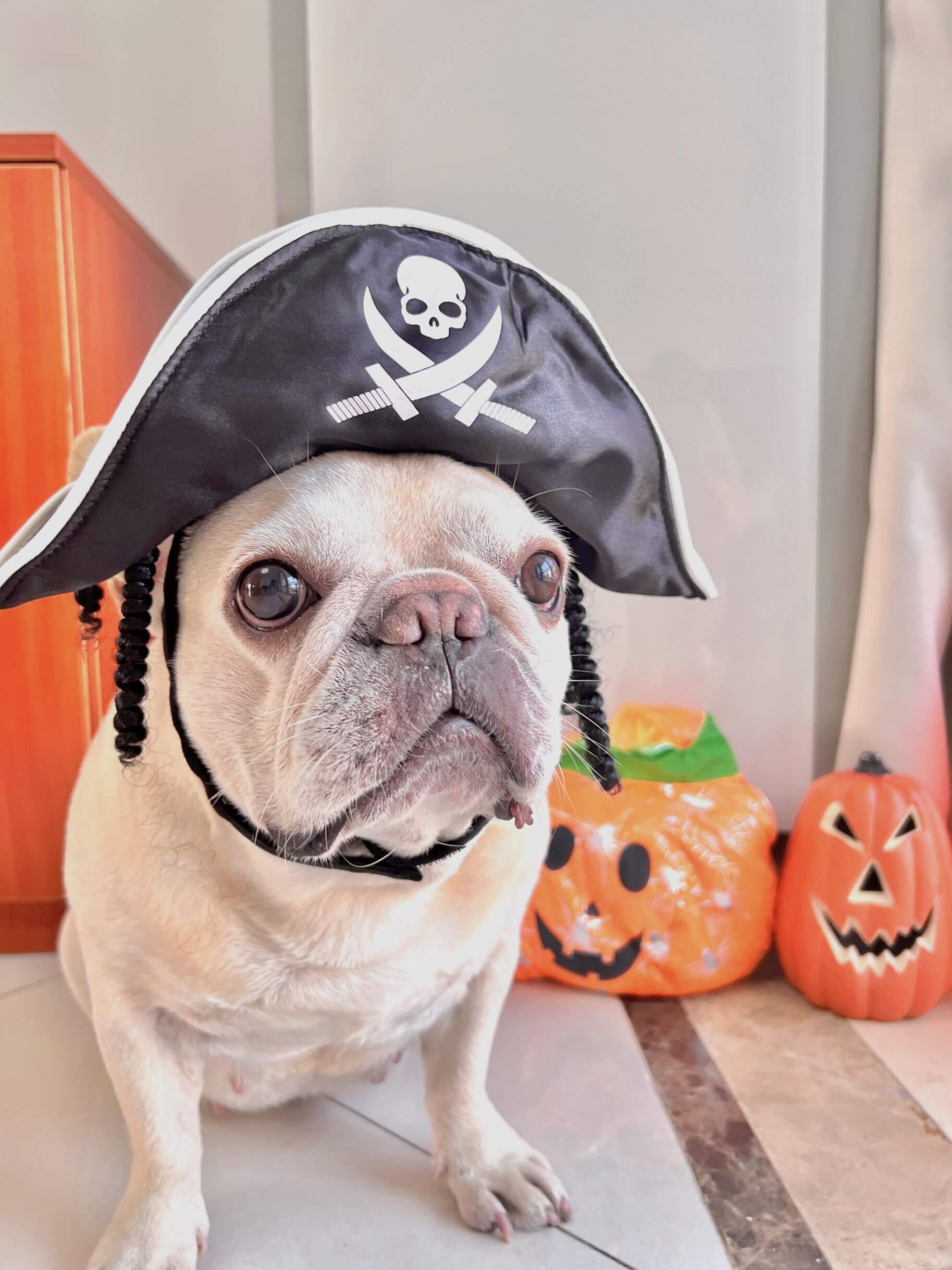 dog pirate costume hat for sale