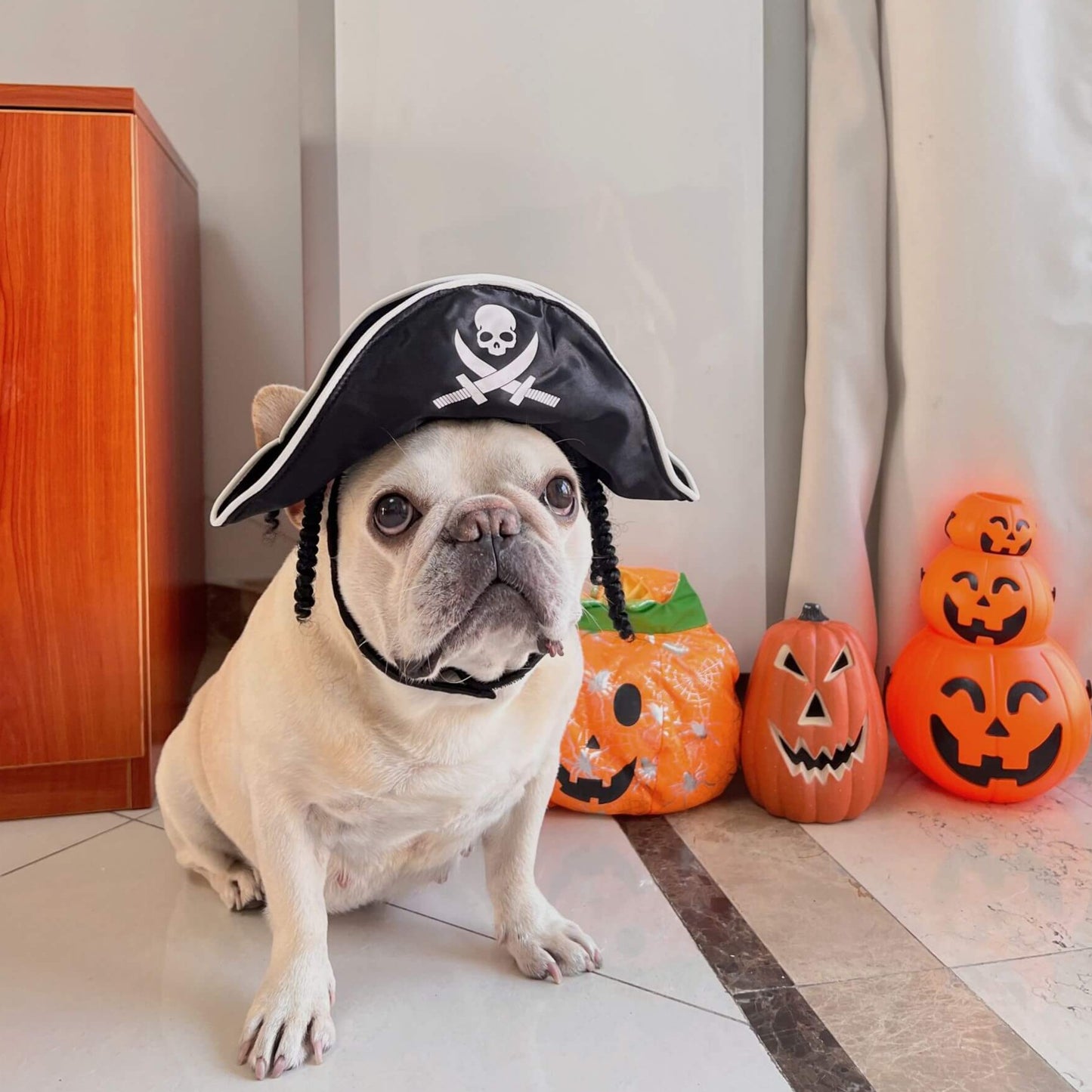 dog pirate costume with parrot