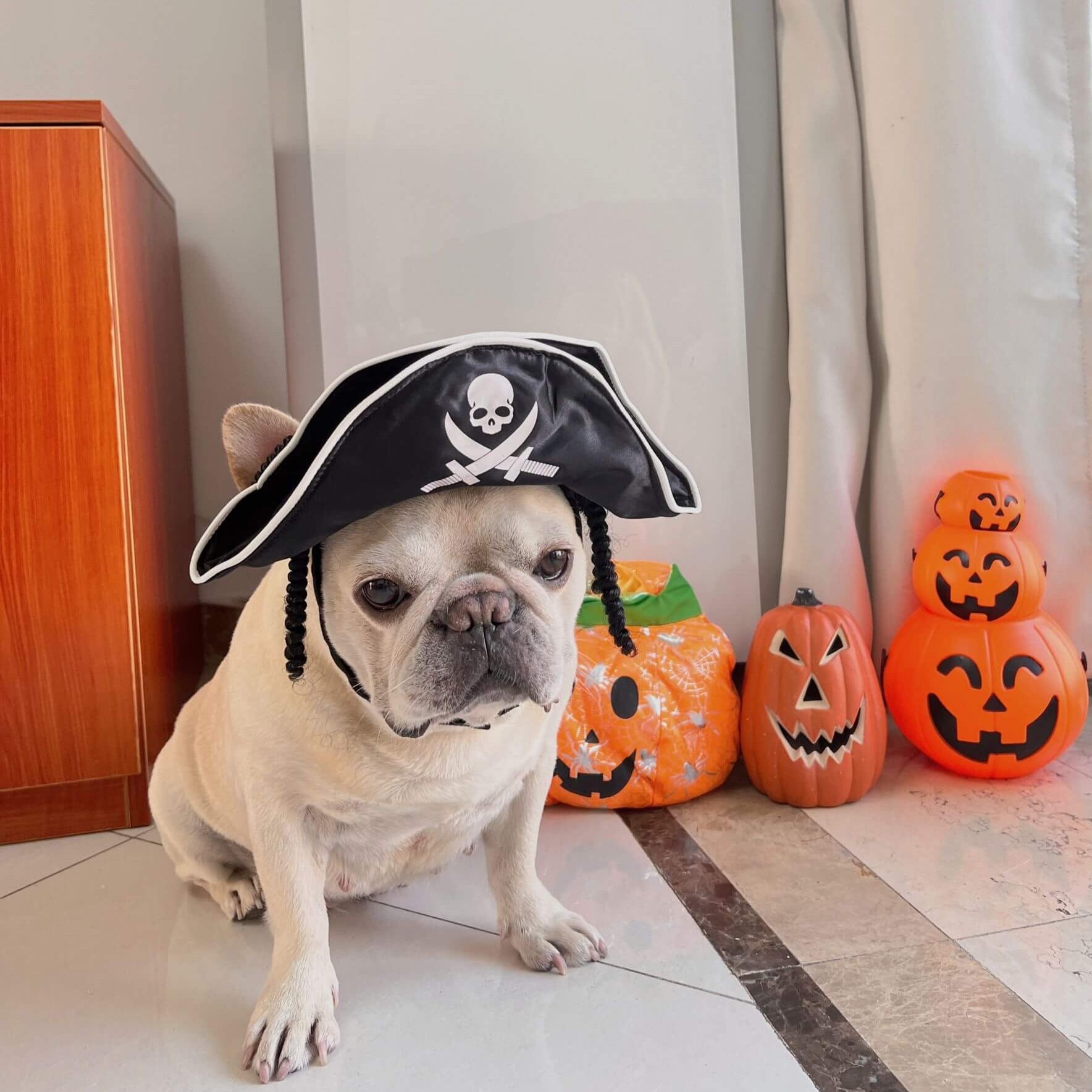 dog pirate costume carrying treasure