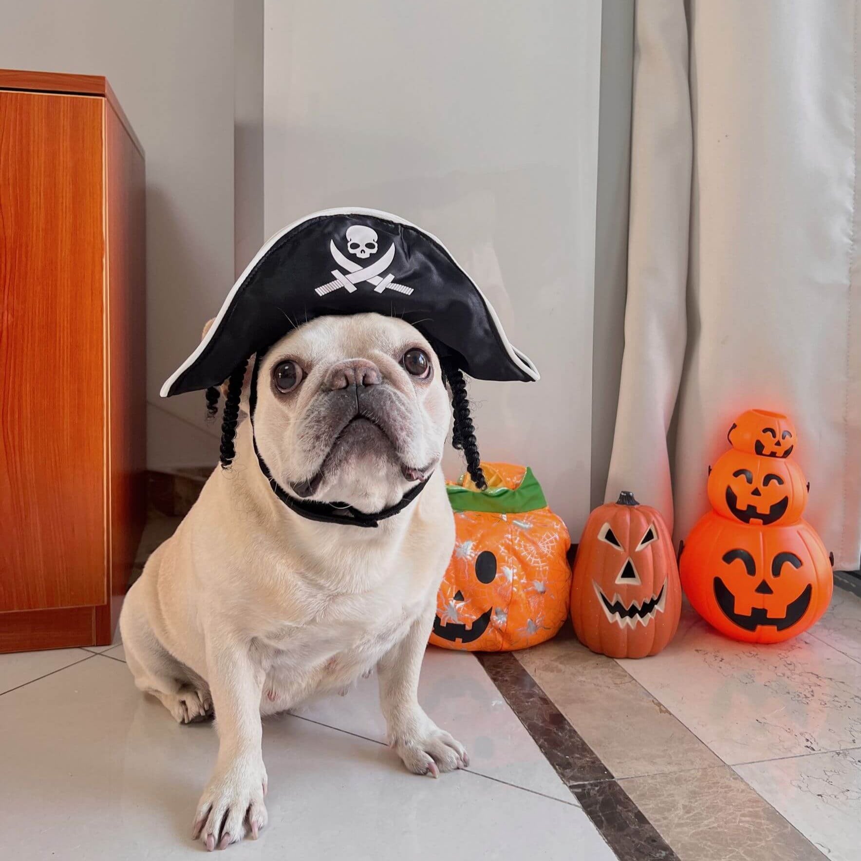 dog pirate costume with eye patch