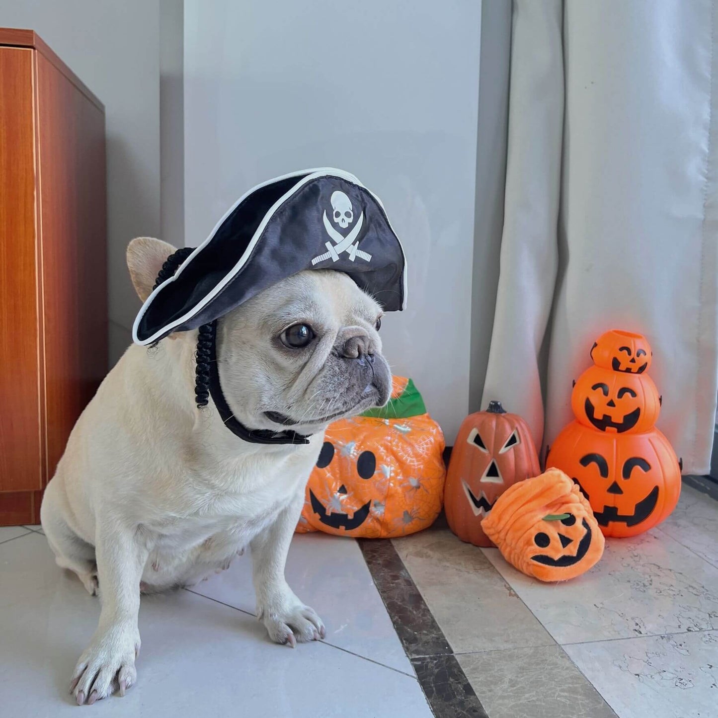dog wearing pirate costume by Frenchiely.com
