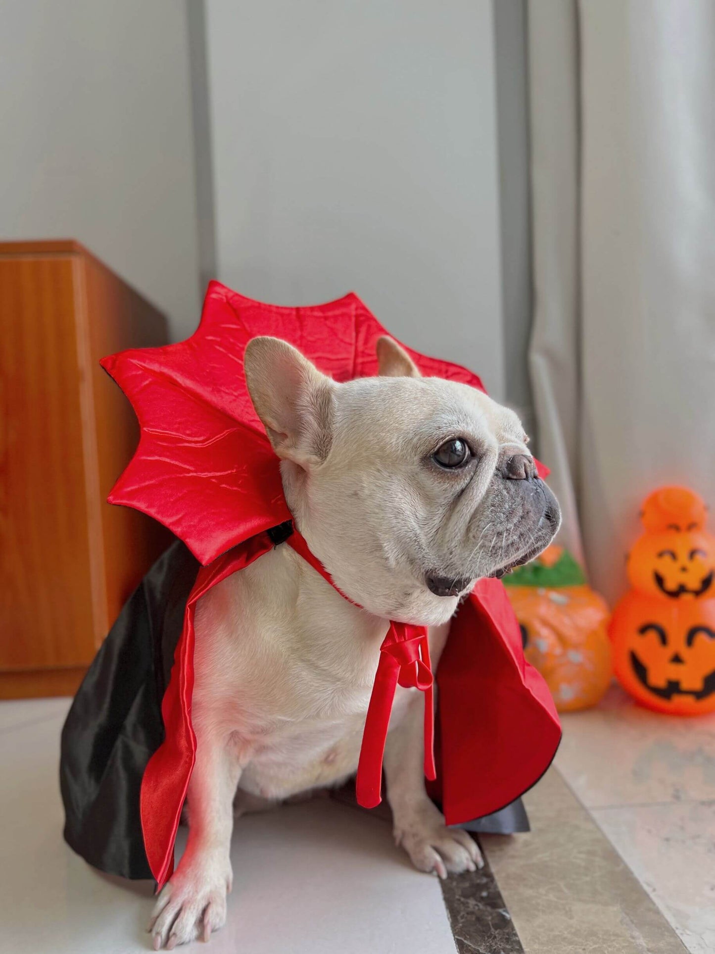 funny dog halloween costumes