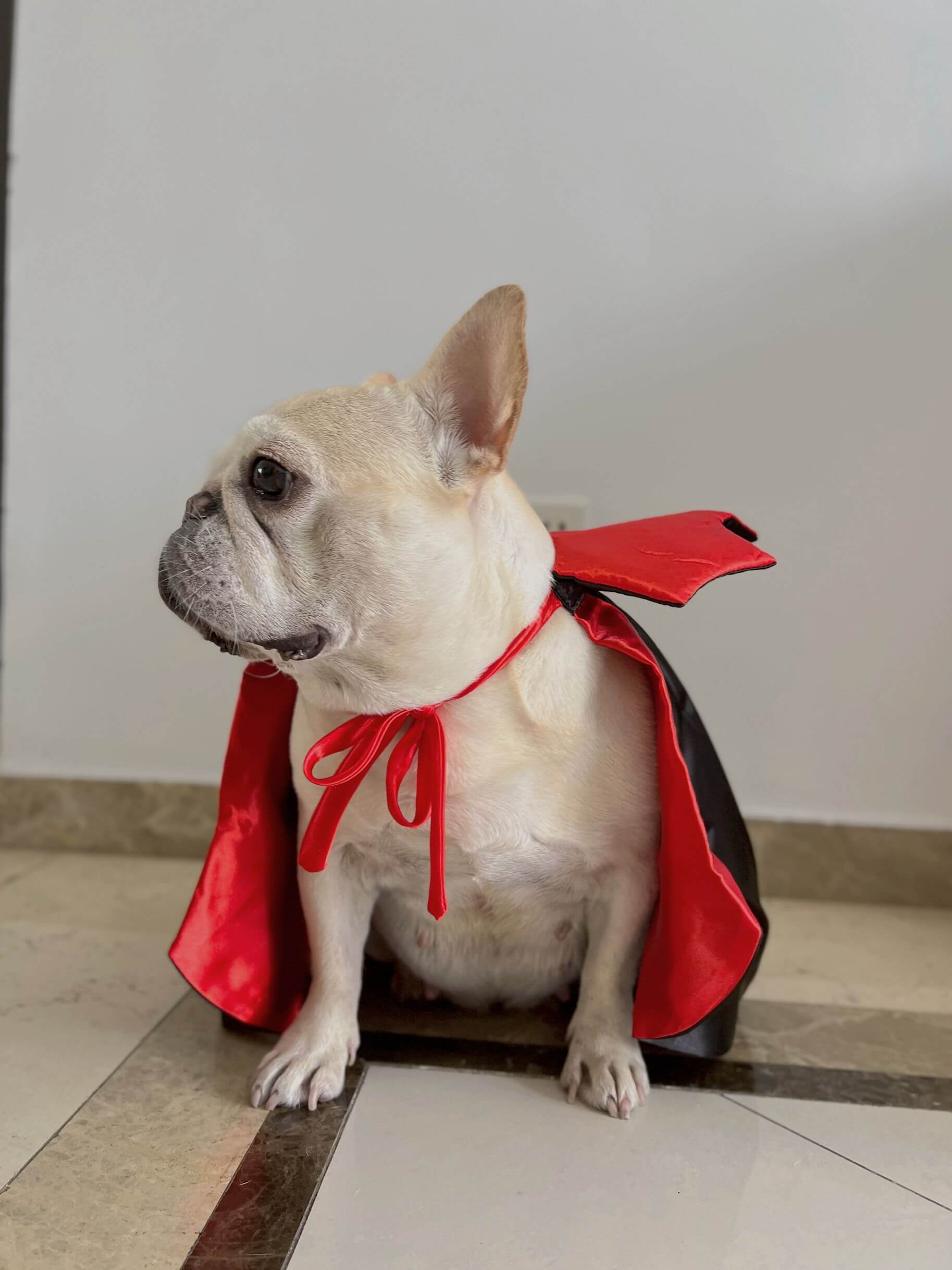 chewy dog vampire costume for small medium dogs by Frenchiely