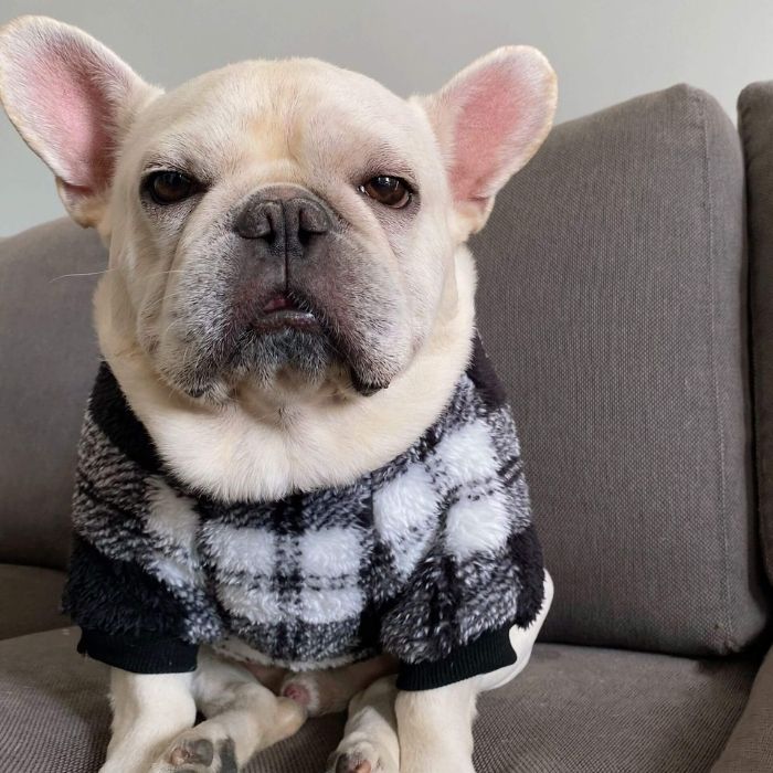 Dog Plaid Pullover Sweater for Bulldogs by Frenchiely 