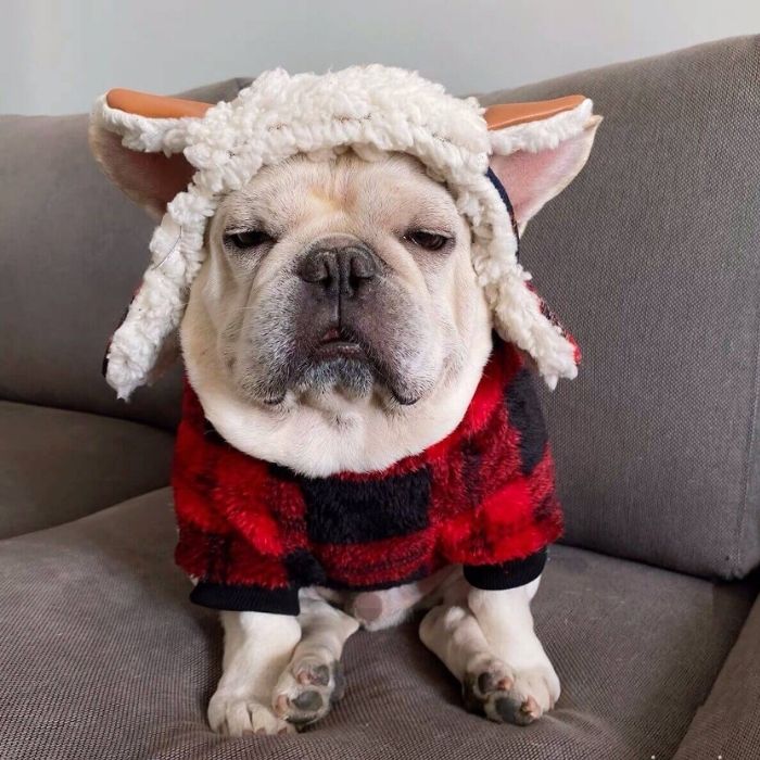 Dog Plaid Pullover Sweater for Bulldogs by Frenchiely 