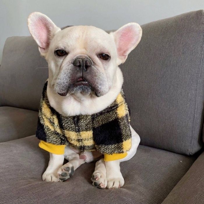 Dog Plaid Pullover Sweater for Bulldogs by Frenchiely 