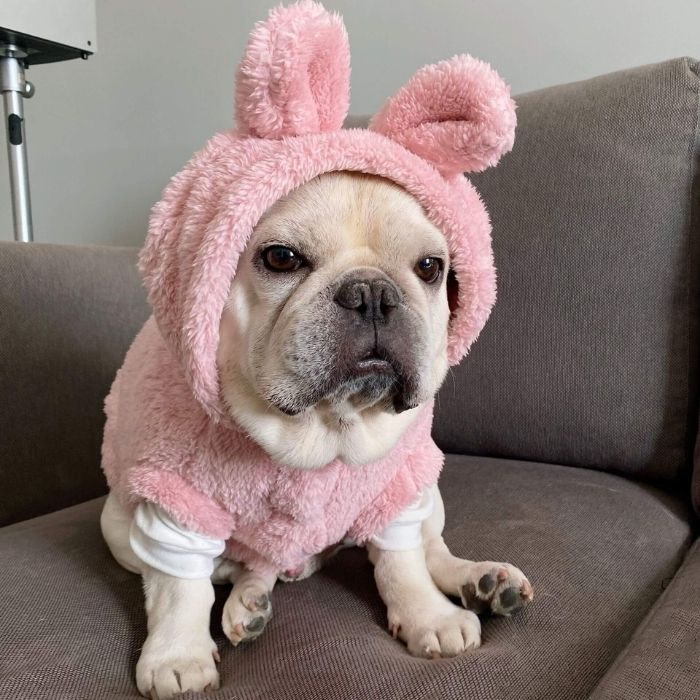 Dog Panda Piggy Costume - Frenchiely