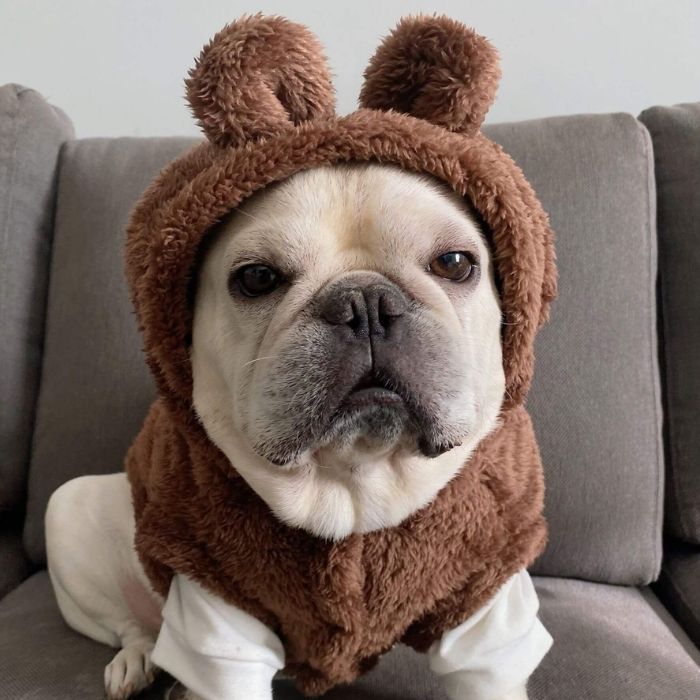 Dog Panda Piggy Costume