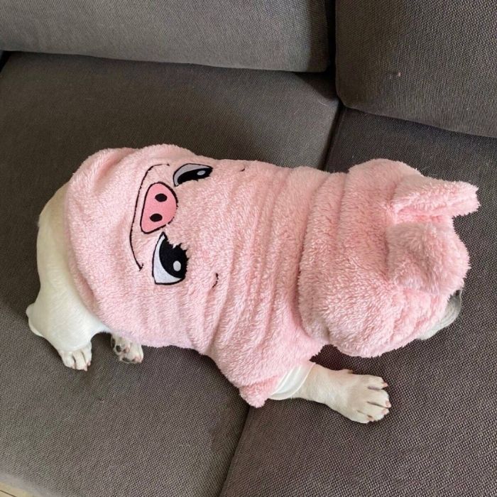 Dog Panda Piggy Costume - Frenchiely