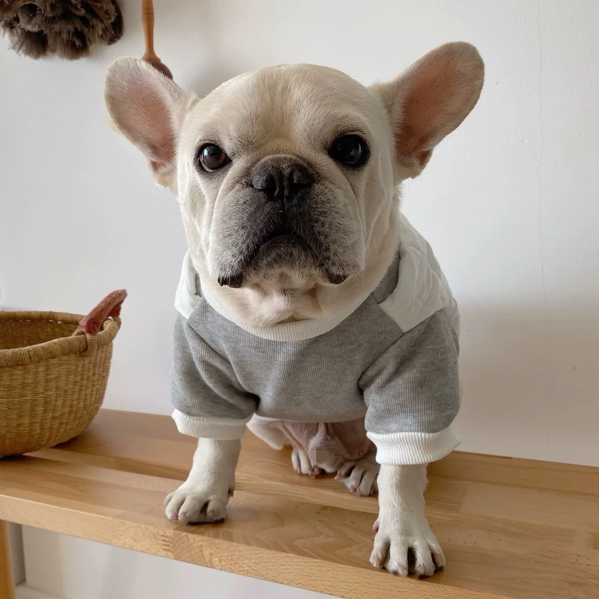 Dog Warm Pullover Coat for small medium dogs 