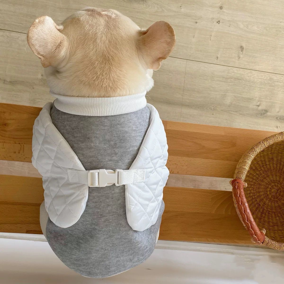 french bulldog grey sweater 