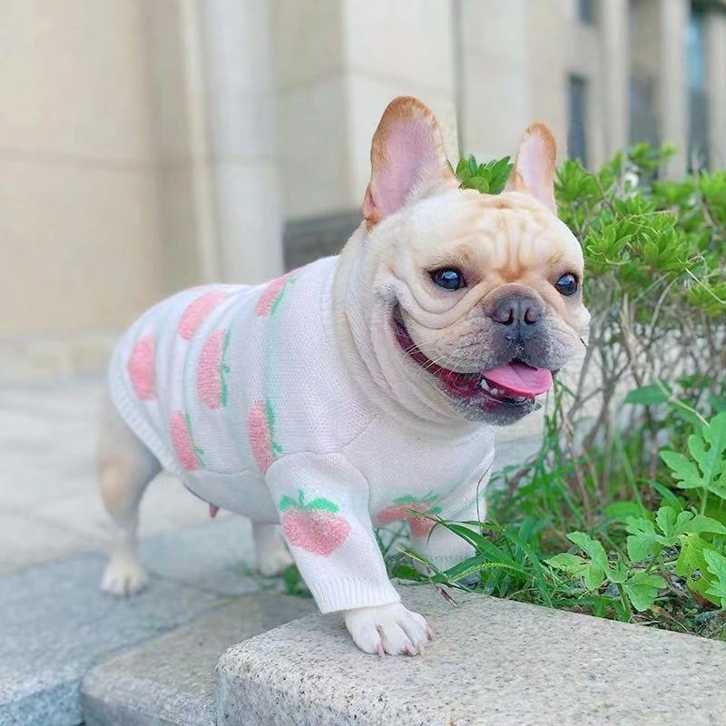 Dog White Peach Sweater Jumper for Frenchies -Frenchiely
