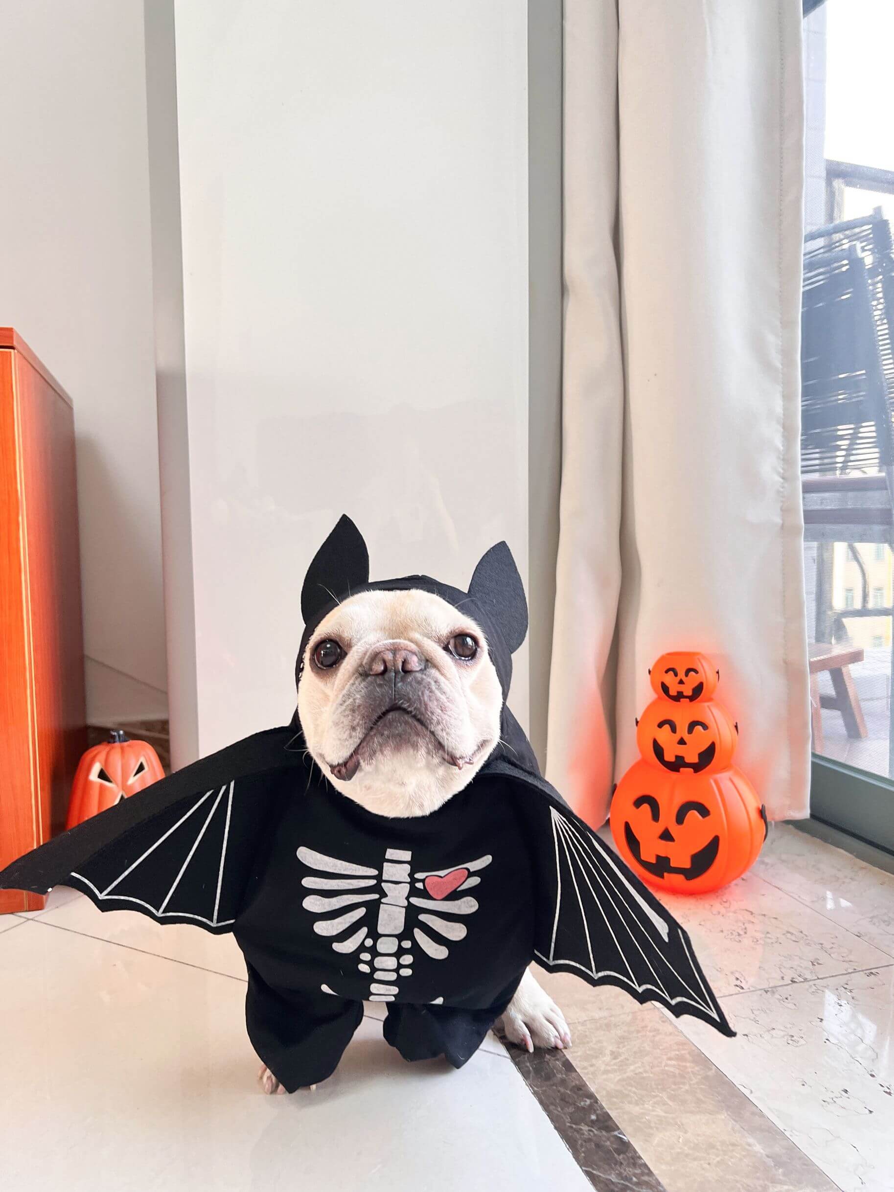 best dog bat wing costumes for small dogs 