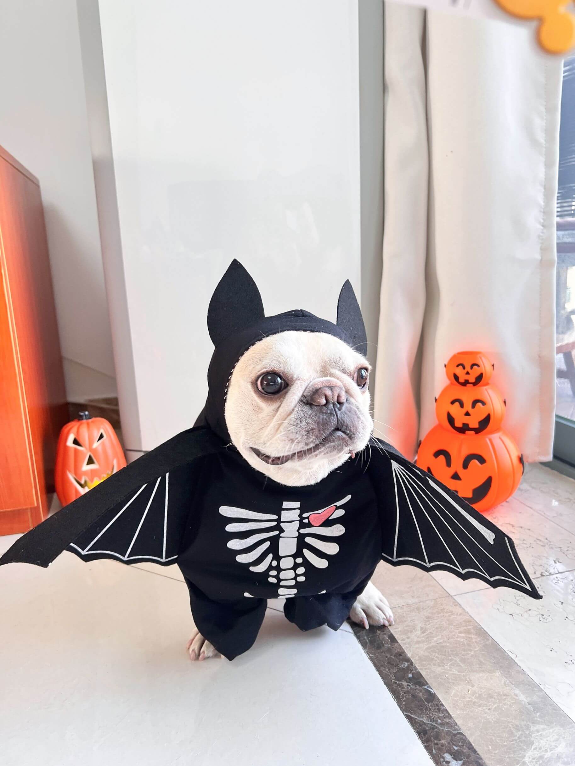 cute dog halloween costume bat