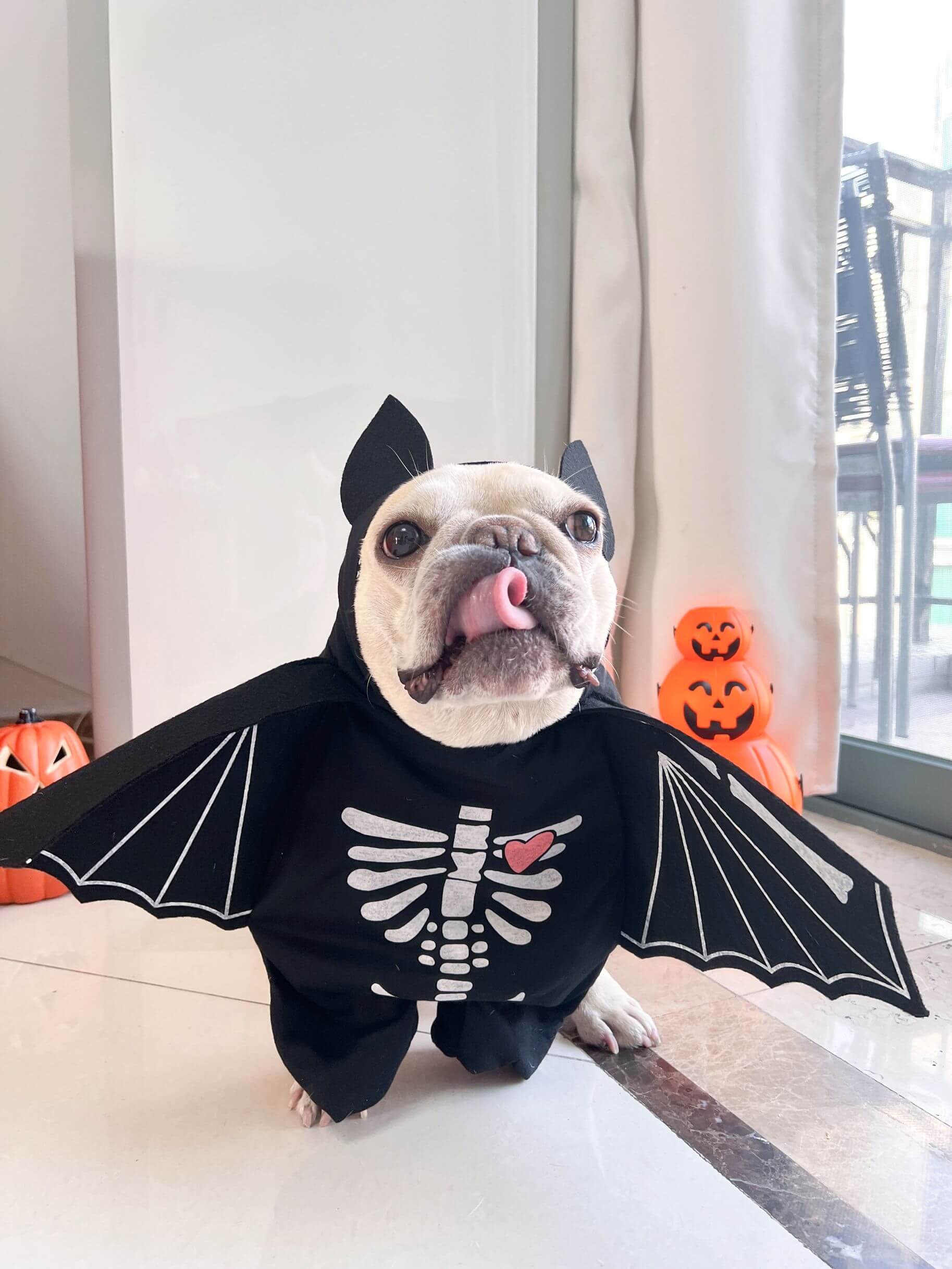 funny dog halloween costume for medium dogs