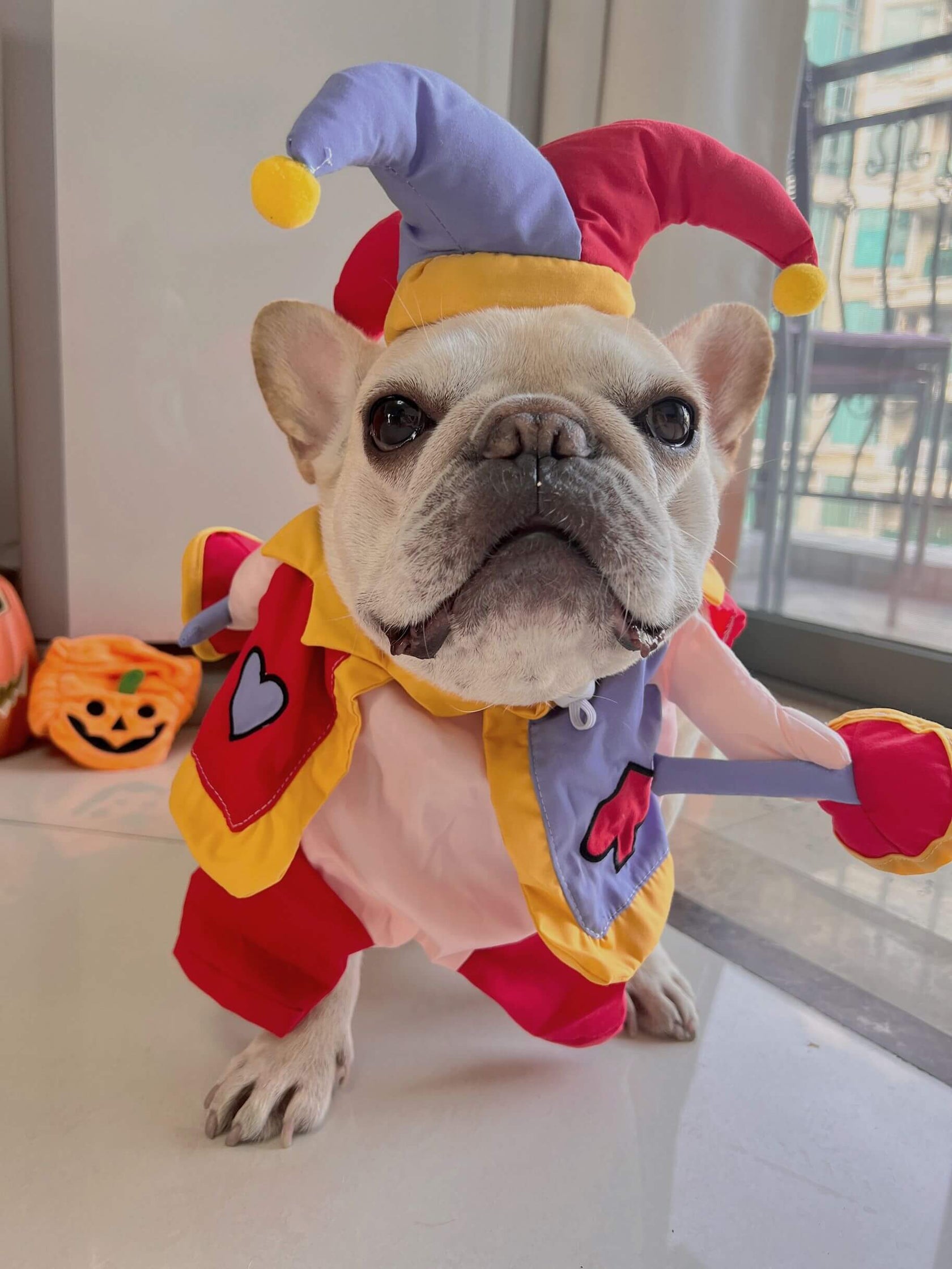 Dog Clown Costume Frenchiely