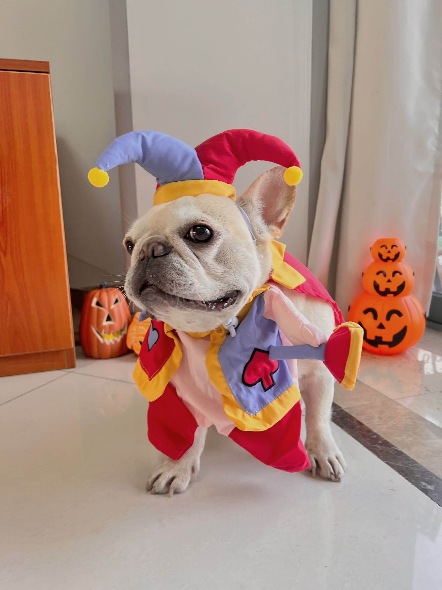 small medium dog clown costume