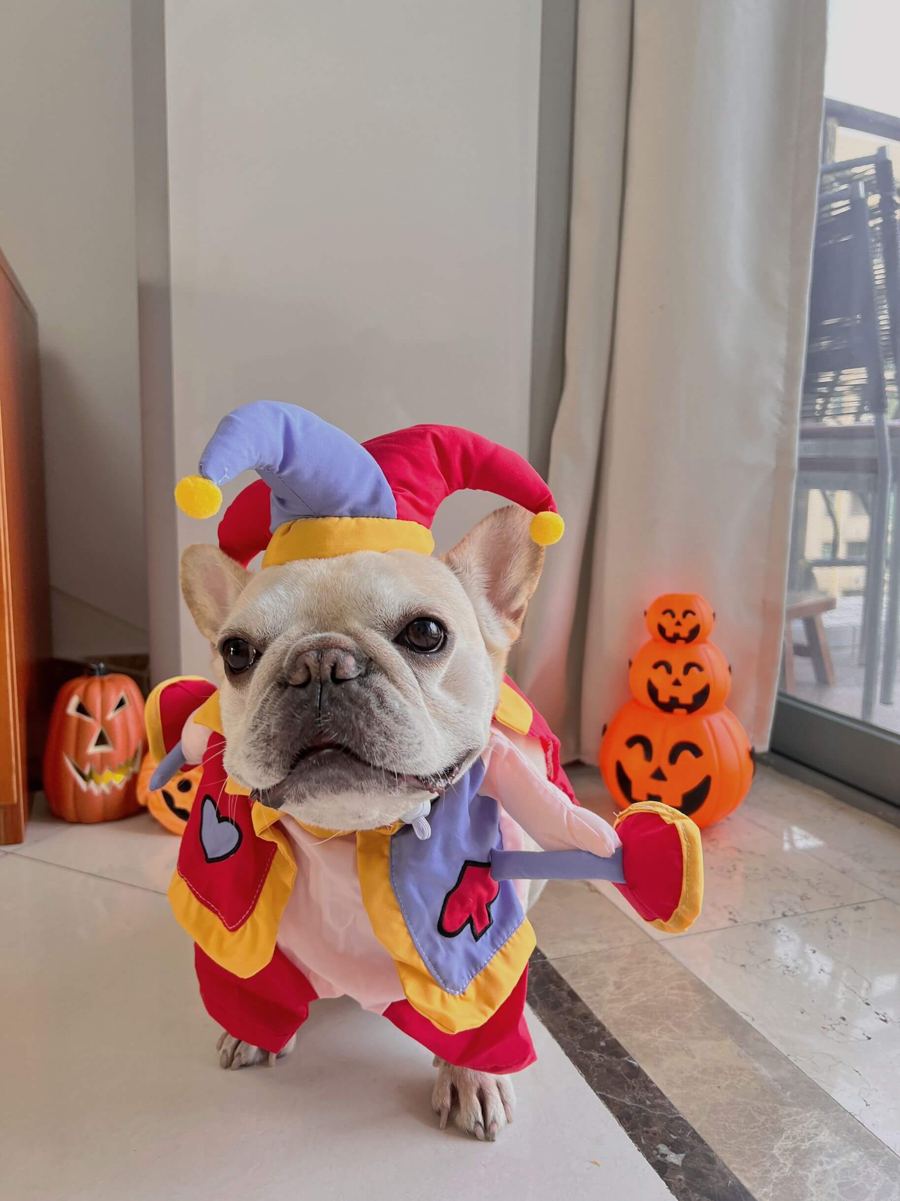 small dog halloween costume