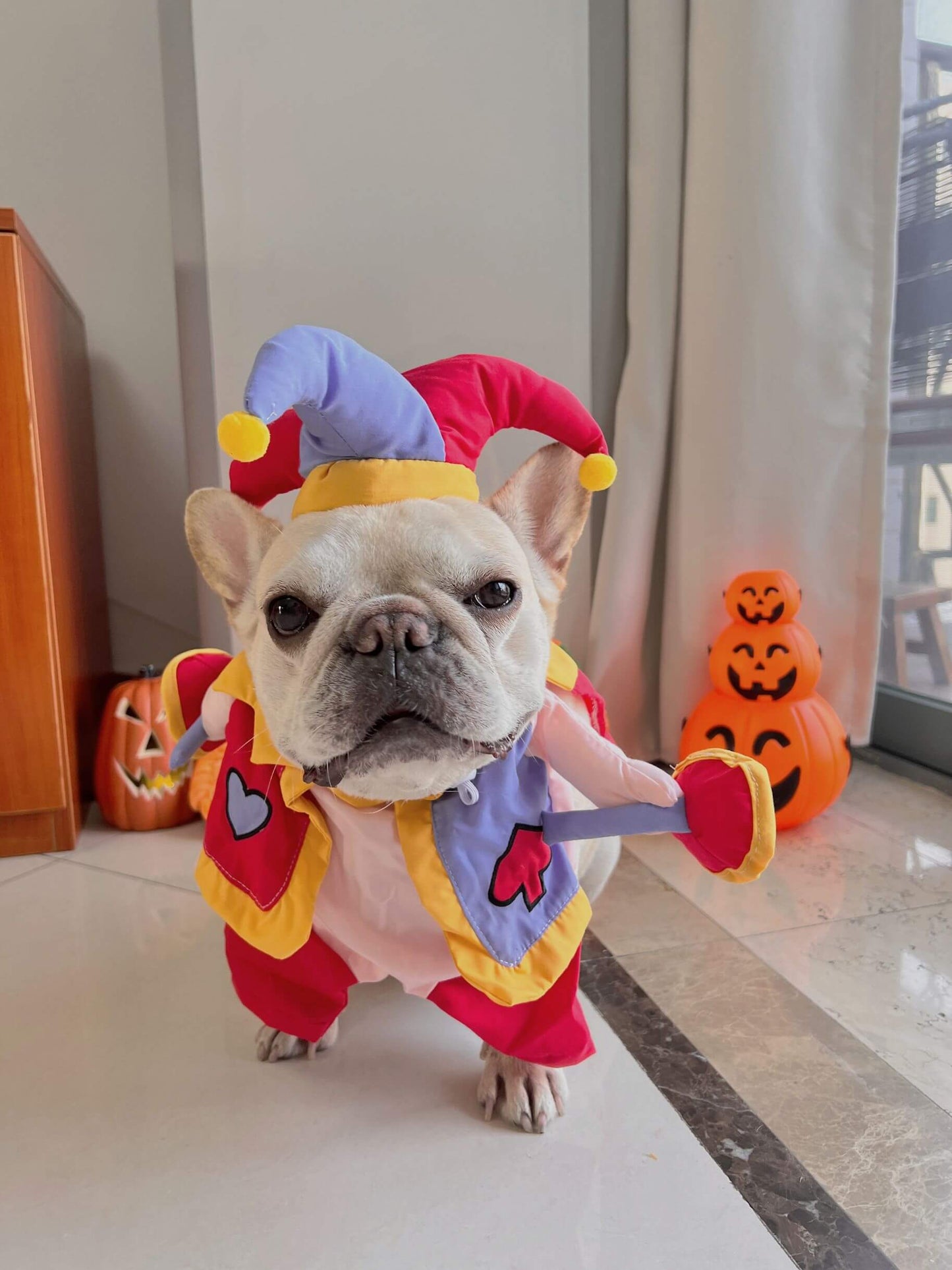 french bulldog halloween costume