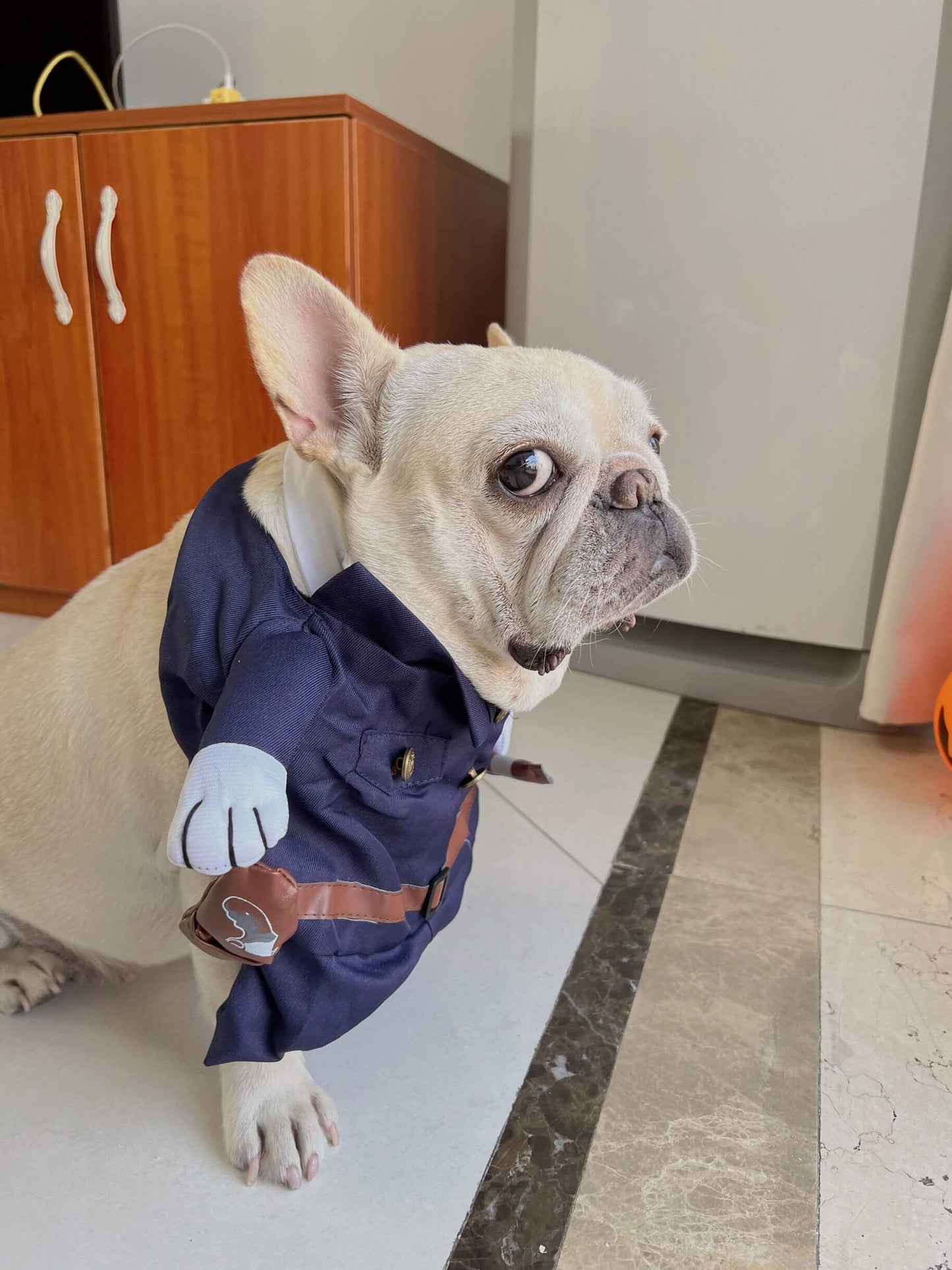 dog swat costume for medium dogs 