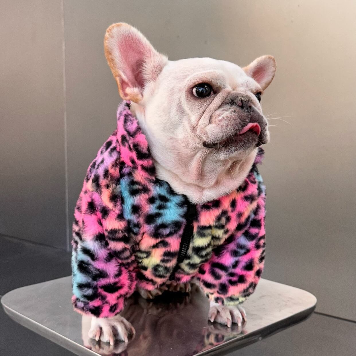 Dog Pink Leopard zipper up Jacket coat for 