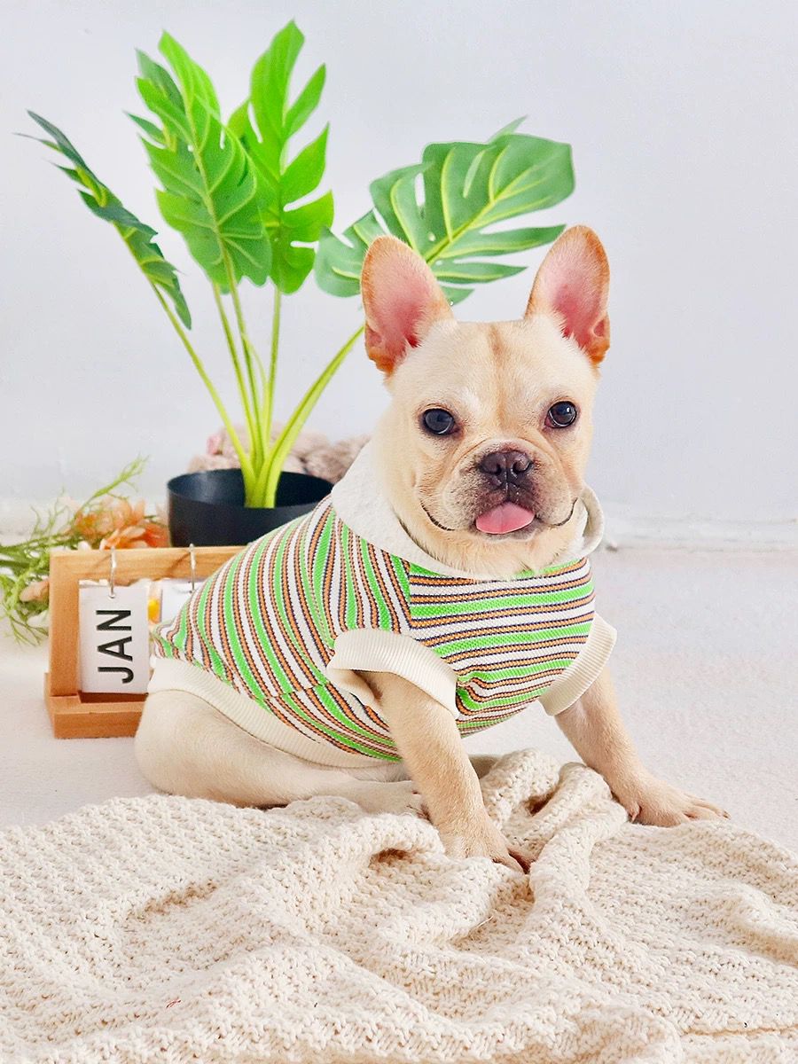 french bulldog puppy winter clothes