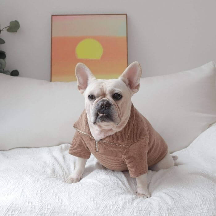 Dog Zipper Up Sweatshirt - Frenchiely
