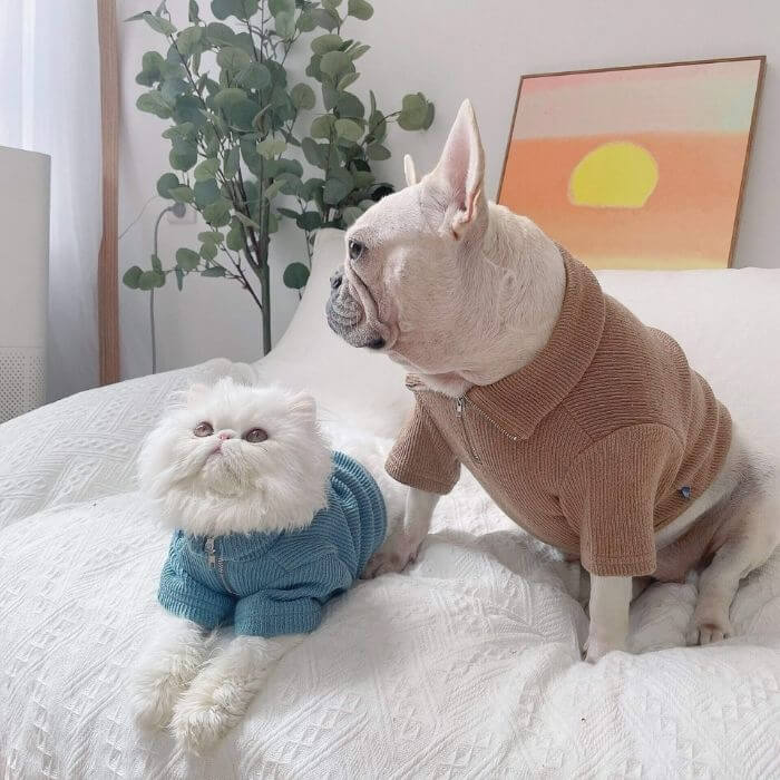 Dog Zipper Up Sweatshirt - Frenchiely