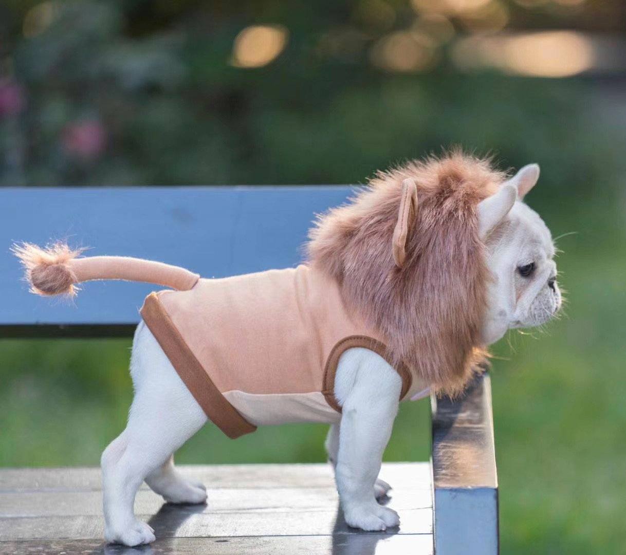 french bulldog lion costume - Frenchiely