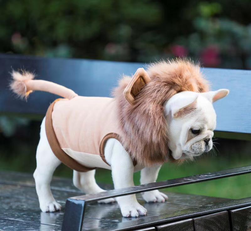 french bulldog lion costume - Frenchiely