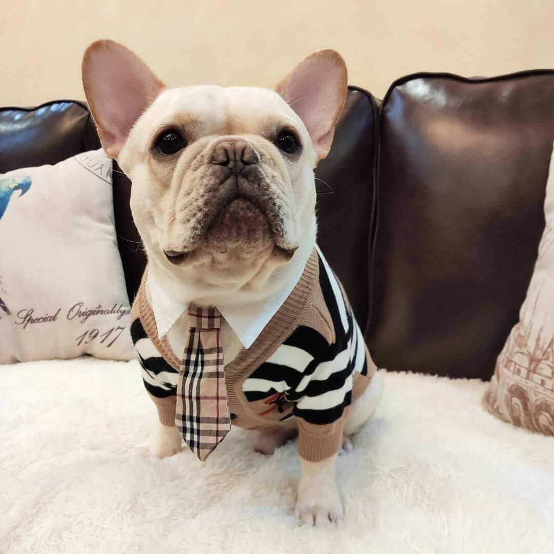 Striped Cardigan Sweater with Bow Tie for French Bulldog - Frenchiely