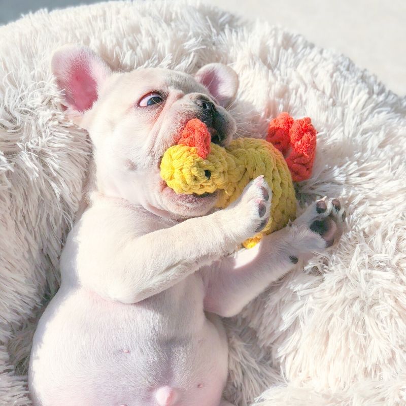 Puppy Frenchie Chewing Rope Toy Duck  Medium Dogs Chewing Toys – Frenchiely