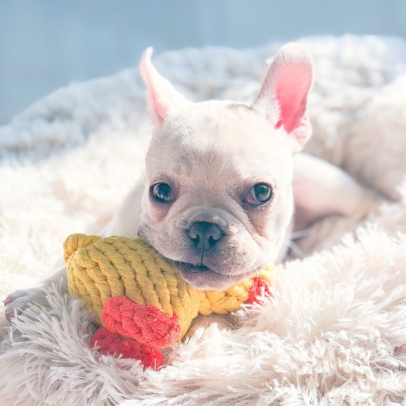 https://www.frenchiely.com/cdn/shop/products/FrenchielyCartoonDuckChewingTeethingToyforMediumDogs03.jpg?v=1685009279&width=1445