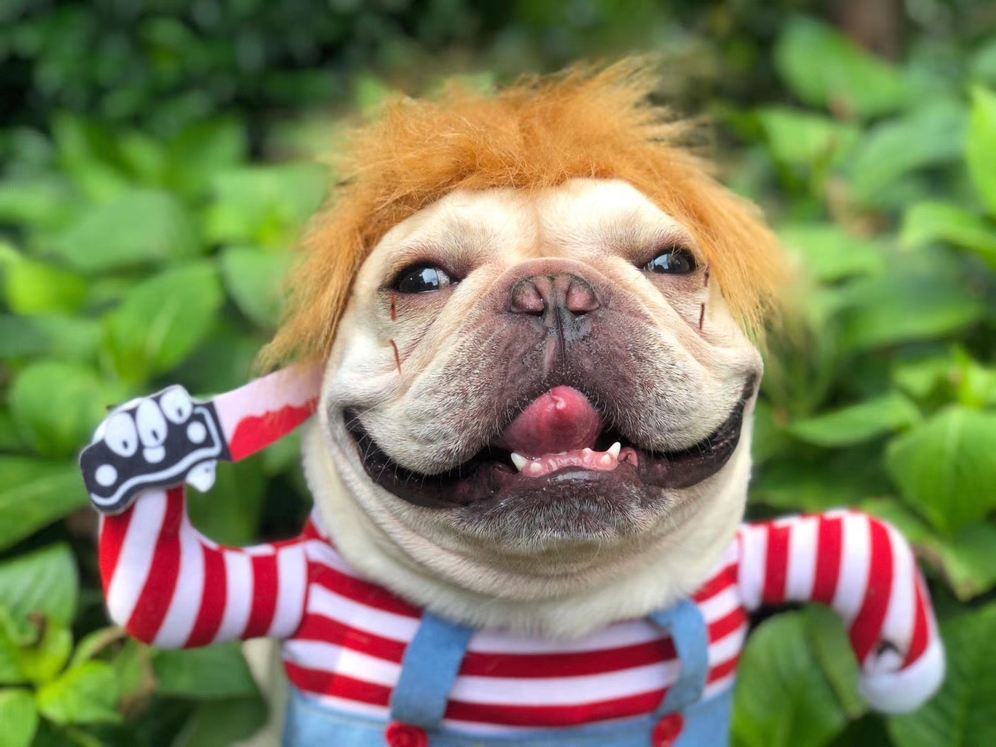 Deadly Doll Dog Costume for Medium Sized Dogs - Frenchiely