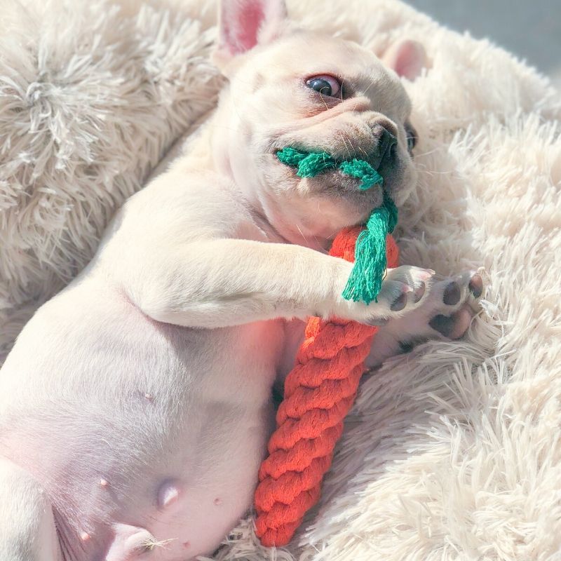 Chewing Carrot Toy for Puppies - Frenchiely