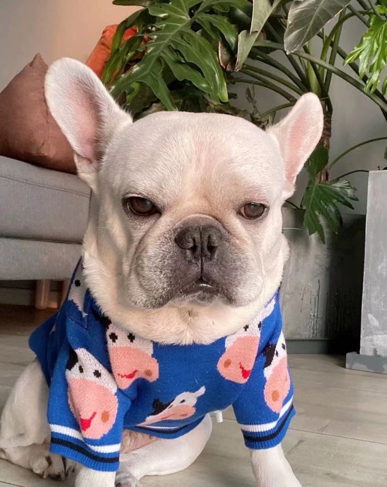 Frenchiely Dog Blue Cow Pullover Sweater