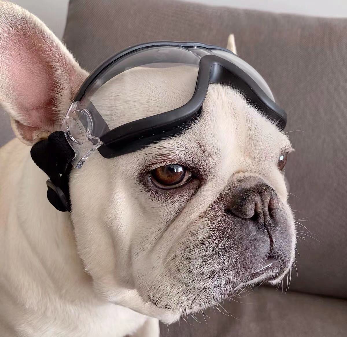 goggles en francais Dog Goggles Sunglasses for Flat Face Dogs