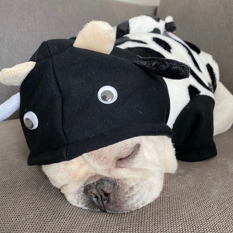 French Bulldog Halloween Cow Costumes with Bag Attached