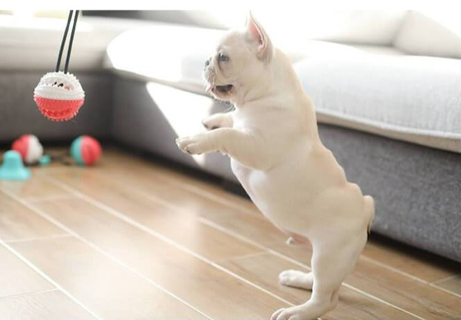 Dog Multifunction Floor Suction Cup Dog Toy Ball - Frenchiely