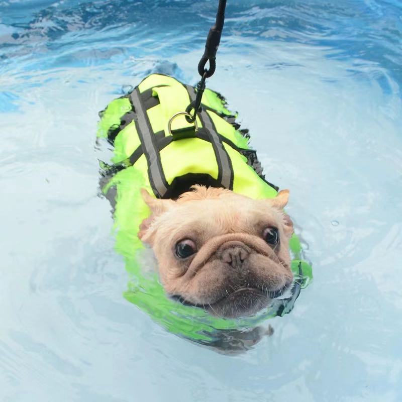 Dog Life Jacket Swim Trunks Vest - Frenchiely