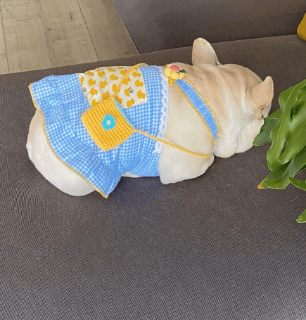 Frenchiely Dog Strawberry Dress with Knitted Bag 0