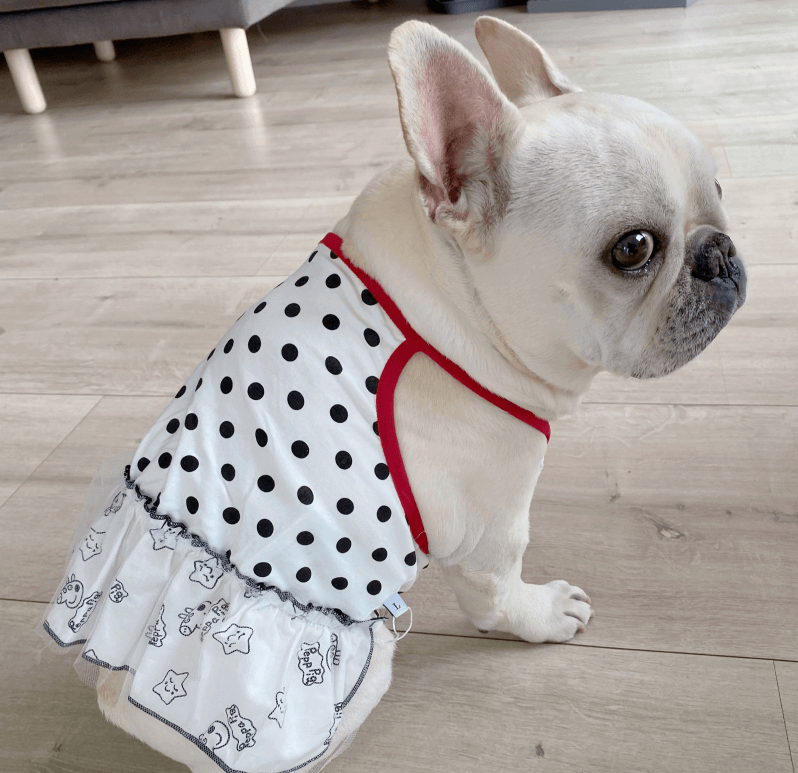 French bulldog deals with clothes