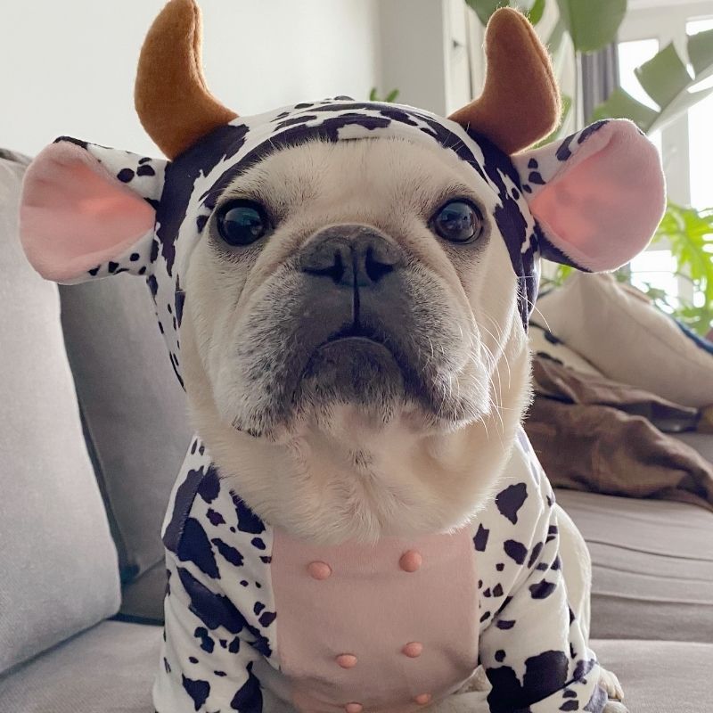 French Bulldog Halloween Cow Costume by Frenchiely 