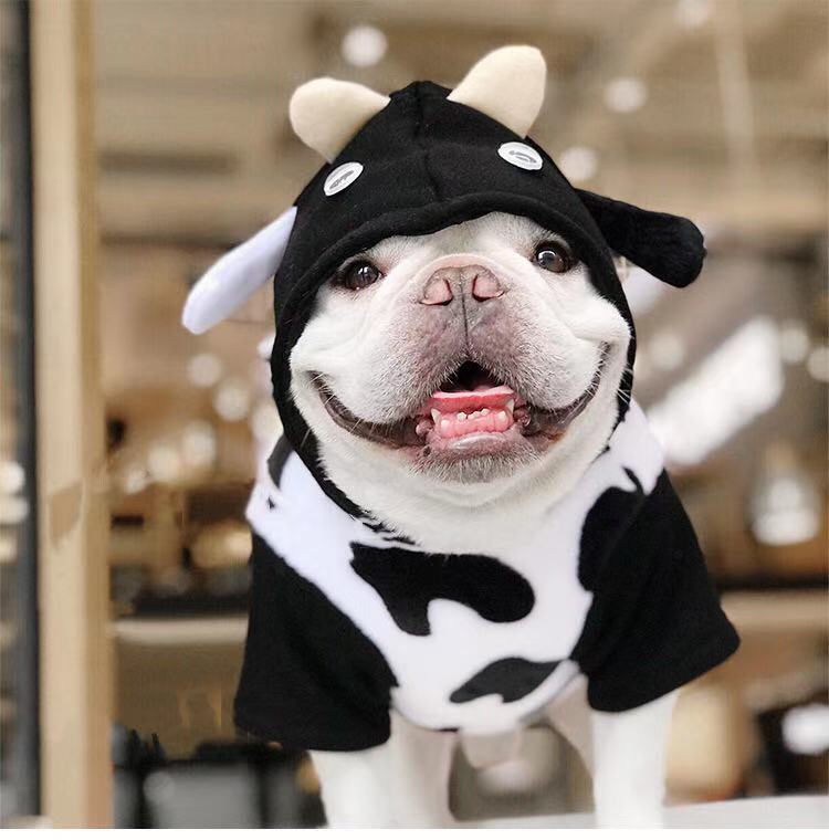 French Bulldog Halloween Cow Costumes with Bag Attached