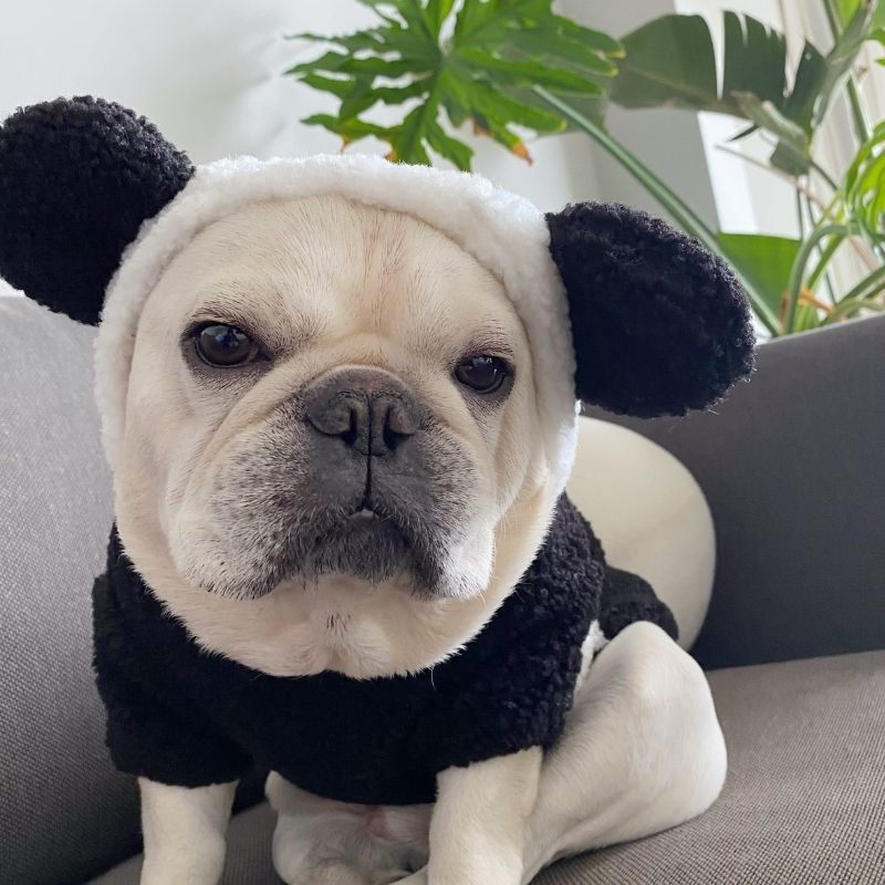 Frenchiely French Bulldog Panda Costume by Frenchiely