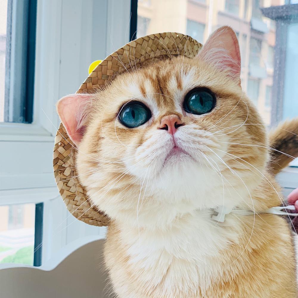 Dog Spinning Straw Hat for French Bulldog - Frenchiely