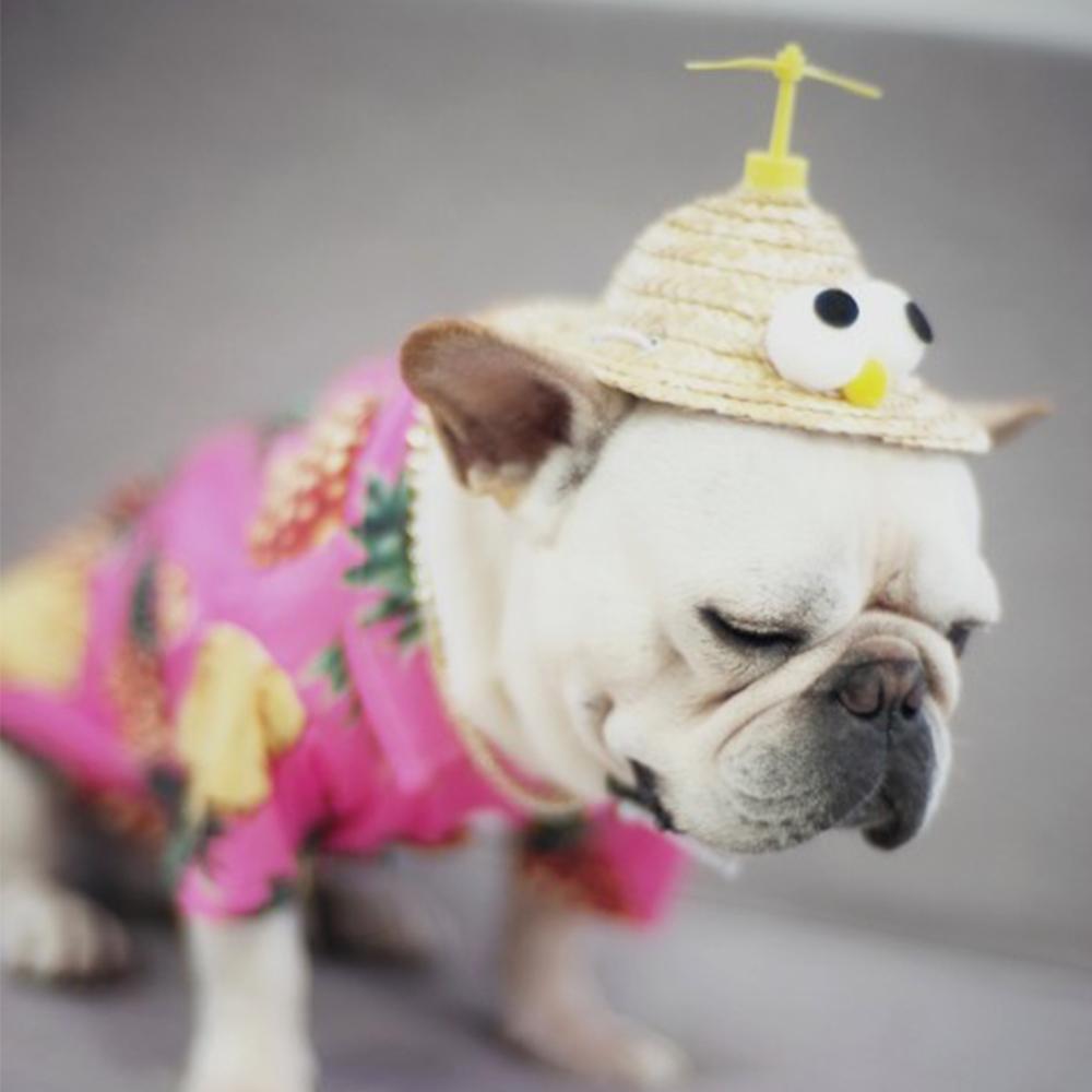 Dog Spinning Straw Hat for French Bulldog - Frenchiely